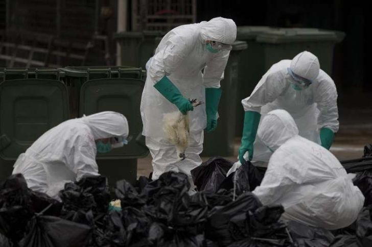 هنگ‌کنگ هزاران قطعه از انواع ماکیان را به علت آنفلوآنزا معدوم کرد